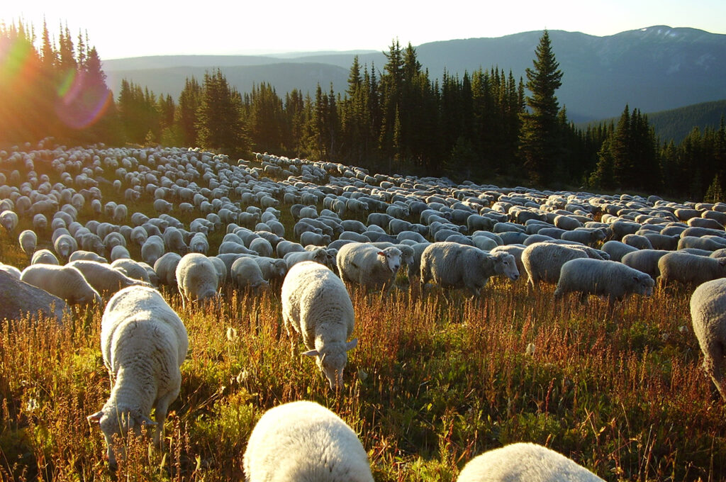 order-fall-lamb-1280x850 (2)