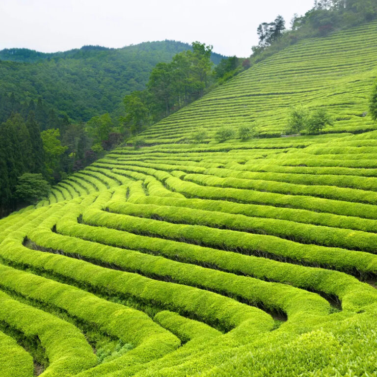 the-beauty-of-indian-tea-gardens.webp